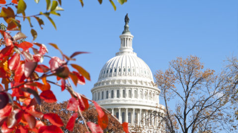 Autumn at the U.S. Capital Building Washington DC Red Leaves