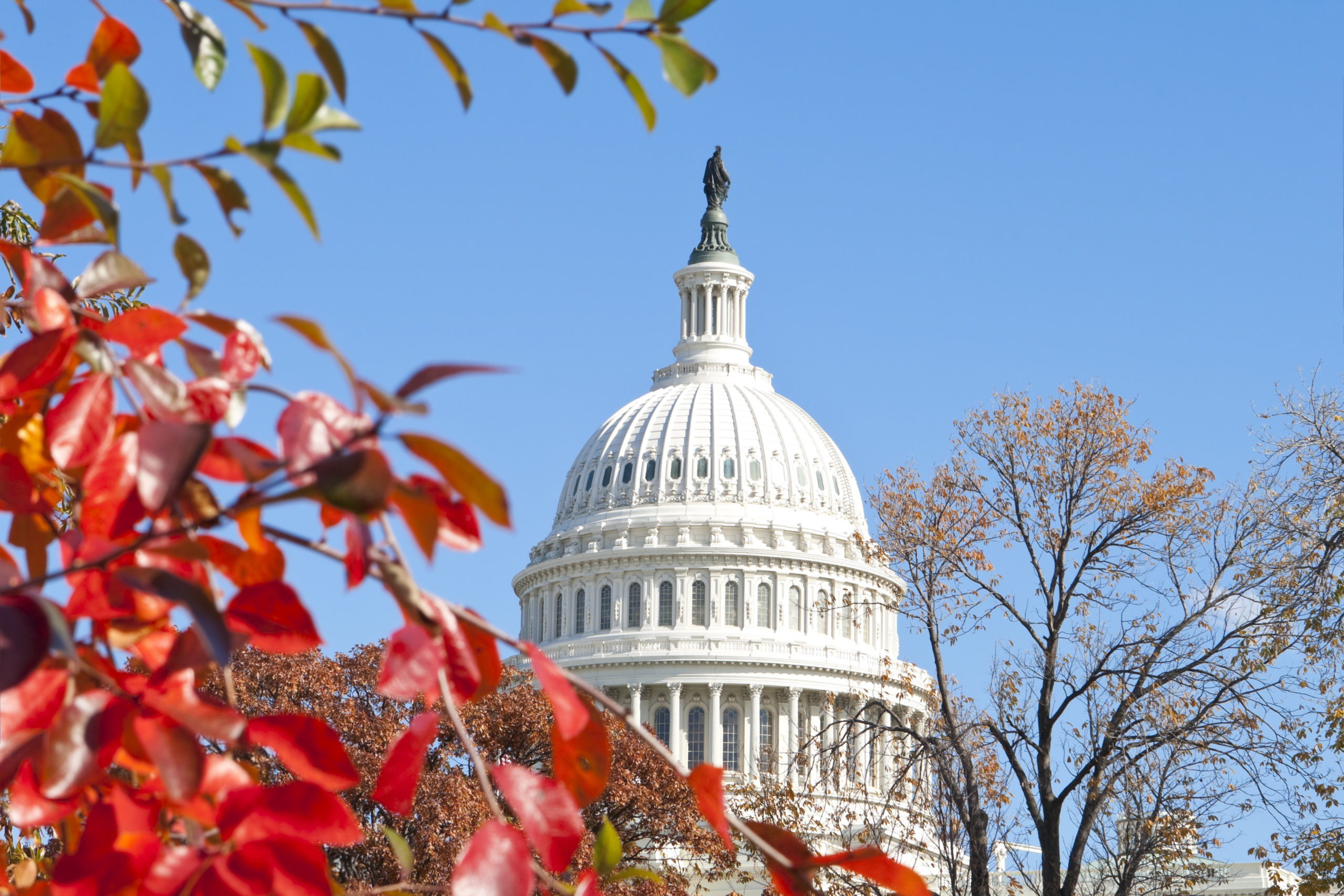 Autumn at the U.S. Capital Building Washington DC Red Leaves